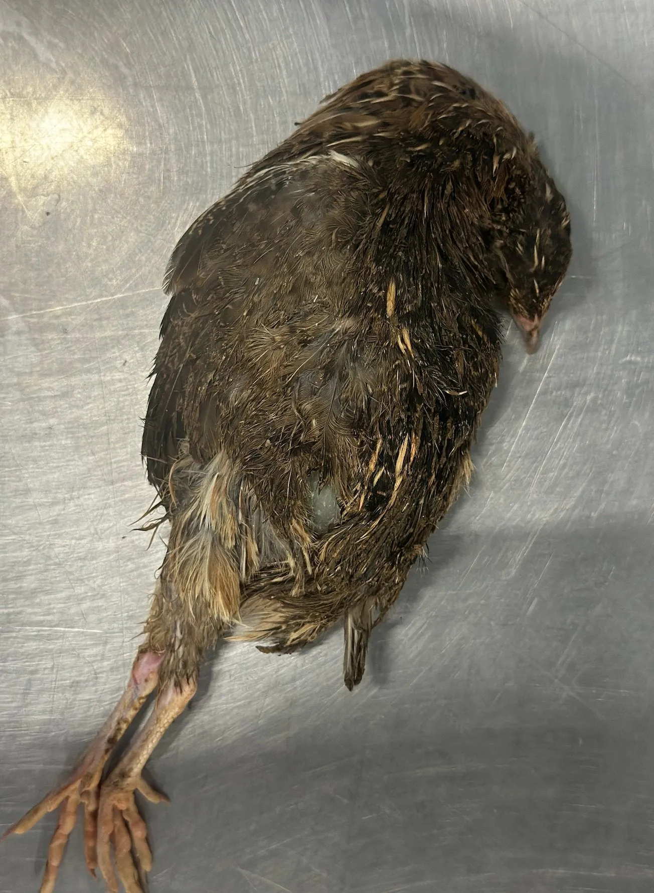 Four Whole Quails