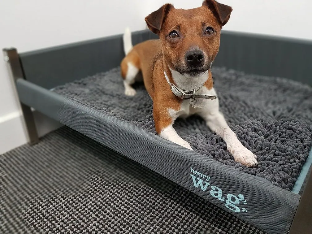 Henry Wag Noodle Highly absorbent Pet Mat