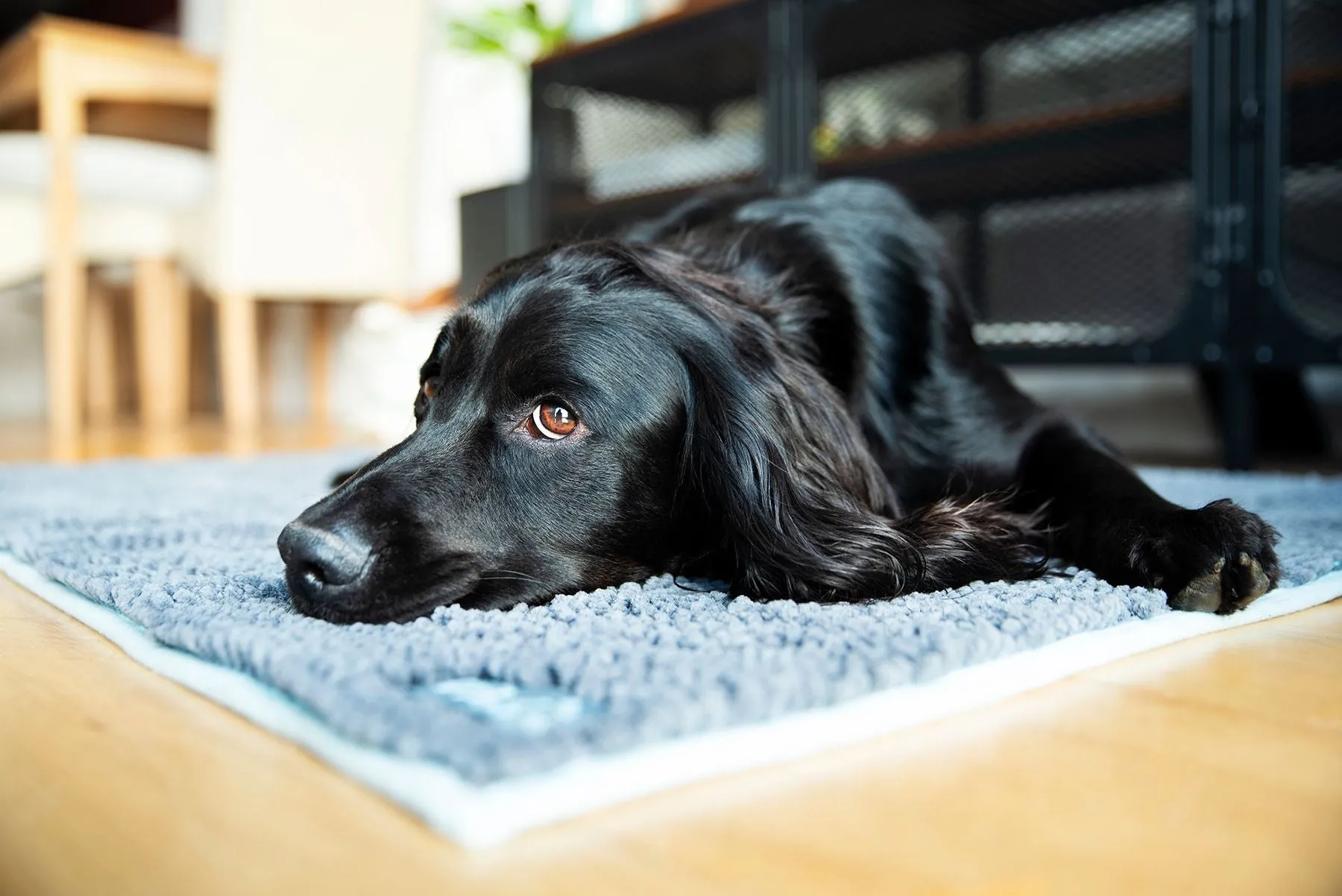 Henry Wag Noodle Highly absorbent Pet Mat