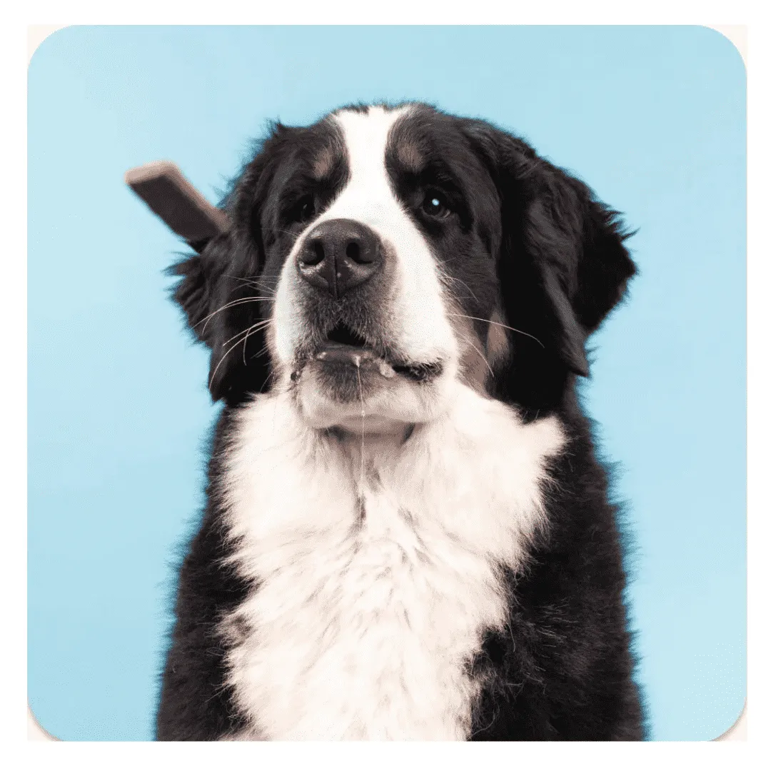 Hip and Joint Treats for Dogs with Cricket Protein