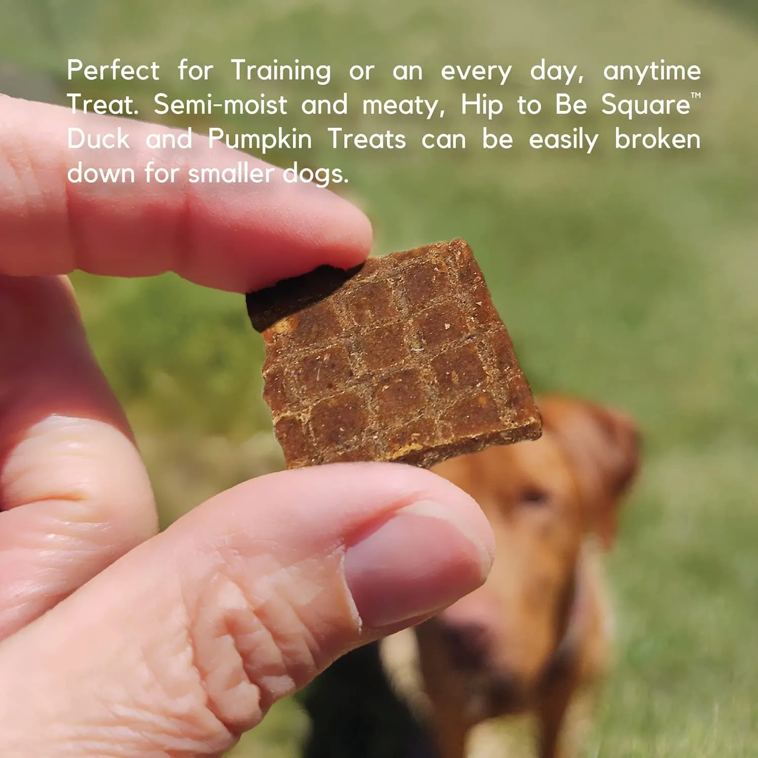 Lucy Pet Products Hip to Be Square Duck & Pumpkin Formula Dog Treats, 6-oz