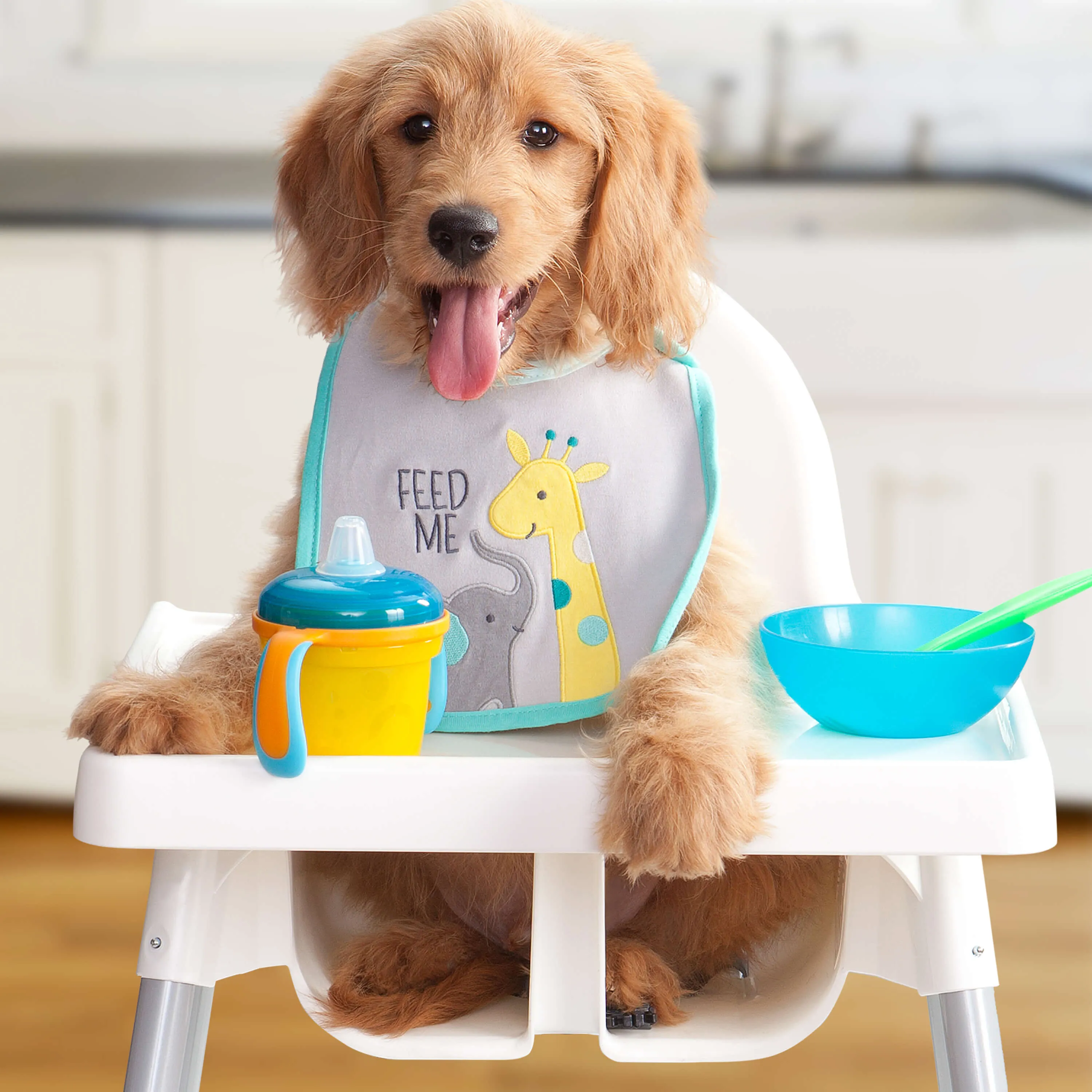 Puppy Gold Holistic Dry Dog Food from Fromm