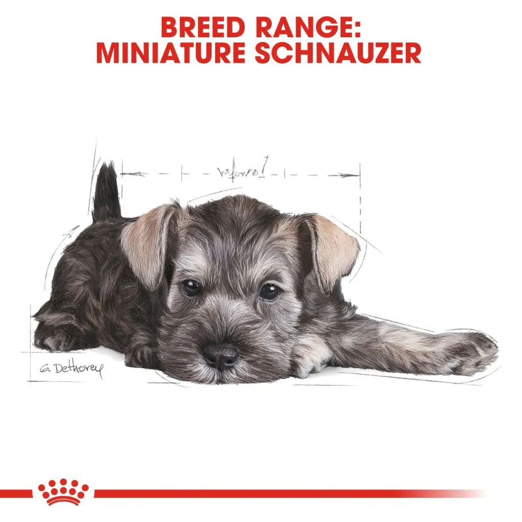 Royal Canin Miniature Schnauzer Puppy 1.5kg Dry Dog Food - Breed Health Nutrition